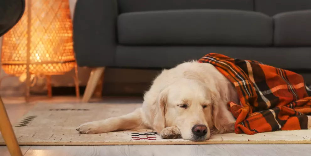 Understanding RER: Resting Energy Requirements for Pets